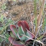 Kalanchoe tetraphylla Лист