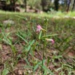 Oenothera suffrutescens പുഷ്പം