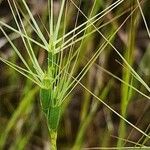 Aegilops triuncialis Flower