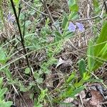 Scutellaria parvula Leaf