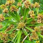 Cyperus entrerianus Frucht