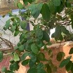 Syzygium aqueum ഇല