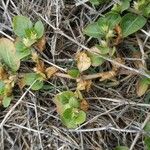 Alternanthera pungens Leaf