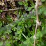 Arenaria balearica Hábito