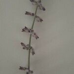 Salvia yangii 花