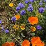 Eschscholzia californicaFlower