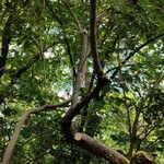 Rhododendron yunnanense Habitat