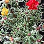 Portulaca grandiflora List