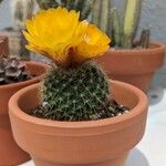 Parodia microsperma Hoja