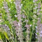 Salvia verbenaca Blüte
