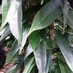 Ficus cyathistipula Лист