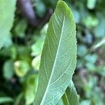 Spiraea salicifolia Blad