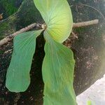 Platycerium elephantotis Leaf