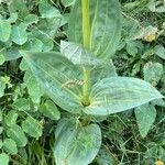 Gentiana lutea List