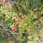 Cotoneaster horizontalisFrunză