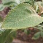 Plectranthus ecklonii Leaf