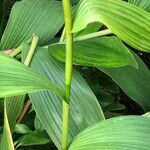 Sobralia macrantha cv. 'Alba' ᱛᱟᱦᱮᱸ