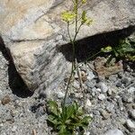 Biscutella intermedia Hábito