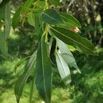 Salix daphnoides Leaf