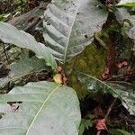 Mitragyna stipulosa Blatt