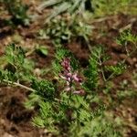 Fumaria densiflora Flower