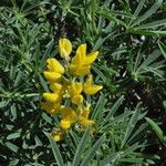 Lupinus croceus ᱛᱟᱦᱮᱸ