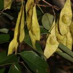 Leptolobium panamense Fruit