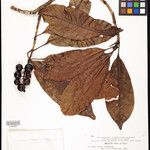 Botryarrhena pendula Fruto