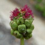 Sanguisorba minorFlower