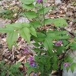 Lathyrus venetus Blad