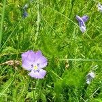 Viola lutea 整株植物