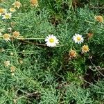 Argyranthemum frutescensFiore