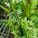 Galium mollugo Blatt