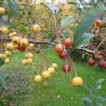 Malus baccata Frukt