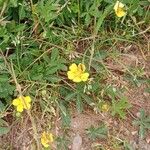 Potentilla reptans Yeri