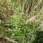 Indigofera hirsuta Otro