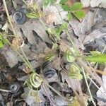 Medicago orbicularis Fruit