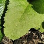 Primula japonica Leaf