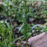 Lepidium campestre ᱥᱟᱠᱟᱢ