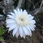 Cylindropuntia fulgida Flor