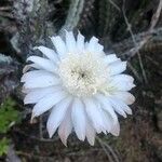 Cylindropuntia fulgida Flower