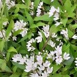 Deutzia crenata ശീലം