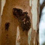 Eucalyptus camaldulensis Bark