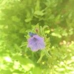Echium rosulatum Floare