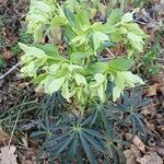 Helleborus foetidus Hábito