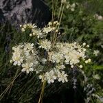 Filipendula vulgarisFlower