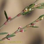 Polygonum aviculare Other
