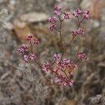 Chorizanthe staticoides ᱛᱟᱦᱮᱸ