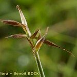 Carex pyrenaica Frutto