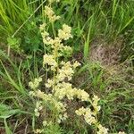 Galium × pomeranicum Flower